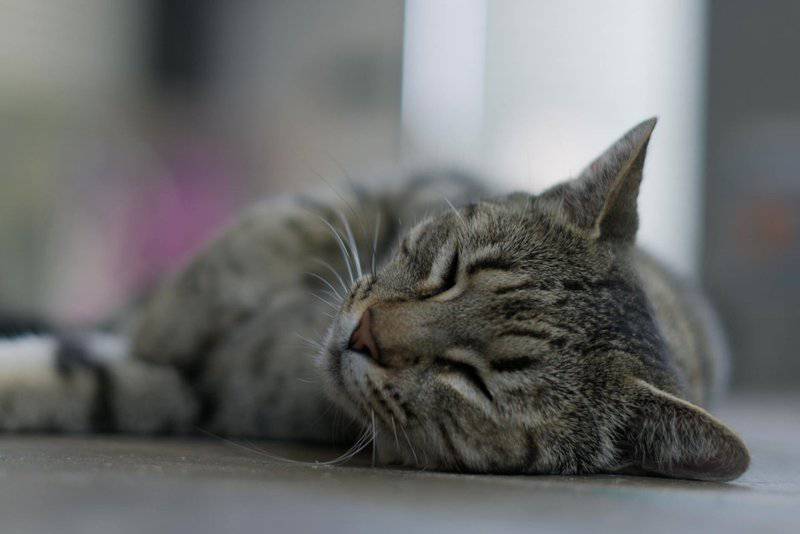 13. Respecting Pet's Limits and Boundaries