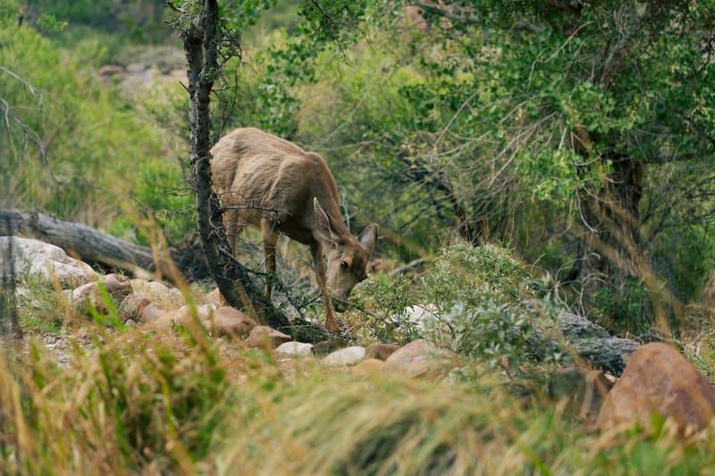 5. Biodiversity on the Plate