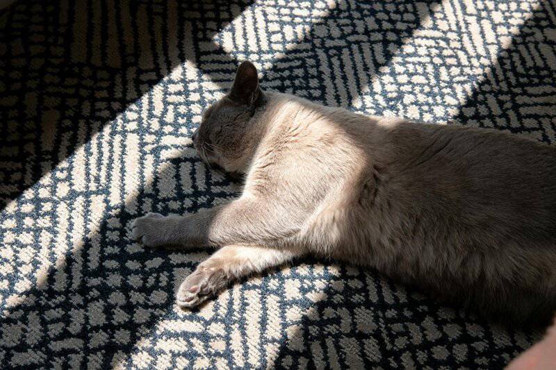 These Are the 20 Most Popular Cat Names in the US, According to a New Report