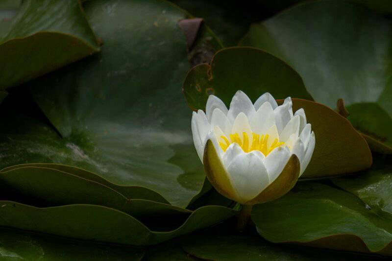 21. The Future: Genetic Innovation and New Species