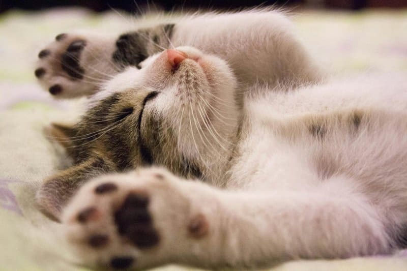 These Are the 20 Most Popular Cat Names in the US, According to a New Report
