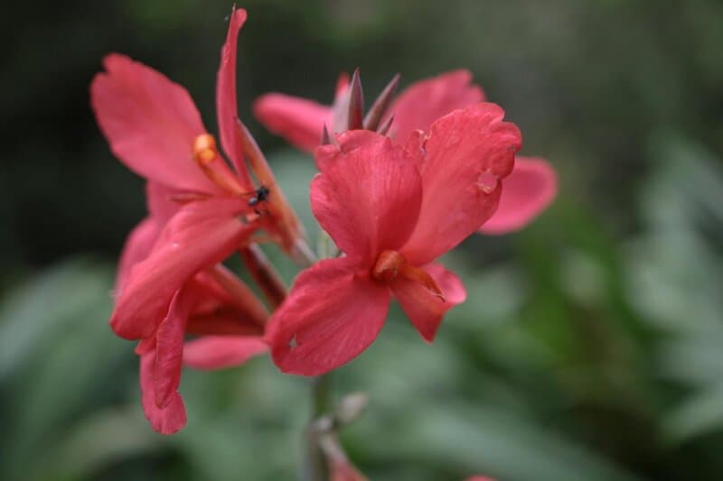 22. Canna Lily