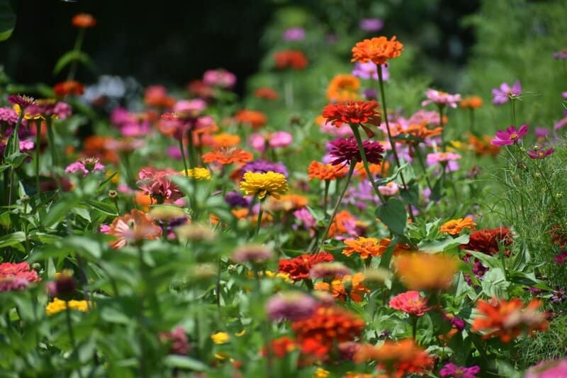 2. Zinnias