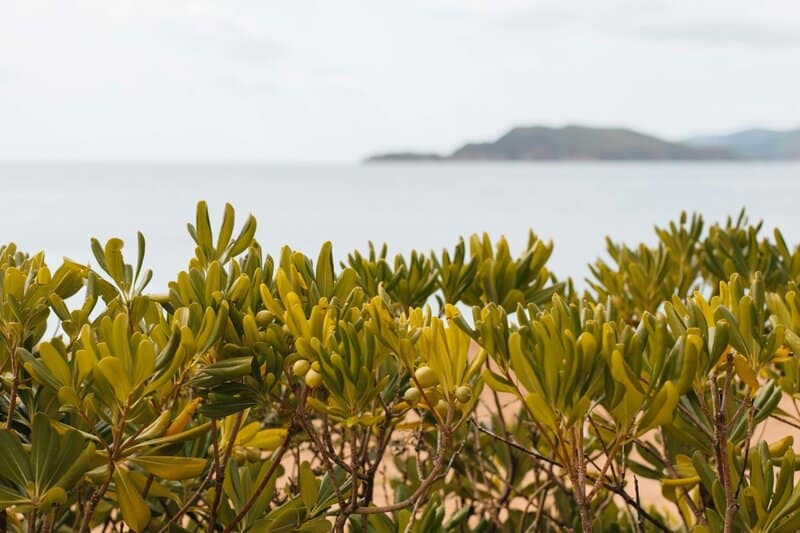 17. Salt-Tolerant Crops for Climate Resilience