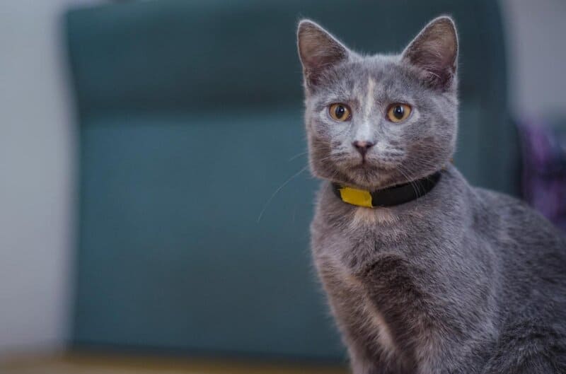 These Are the 20 Most Popular Cat Names in the US, According to a New Report