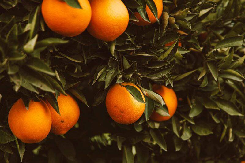 14. Oranges — Citrus Sunshine