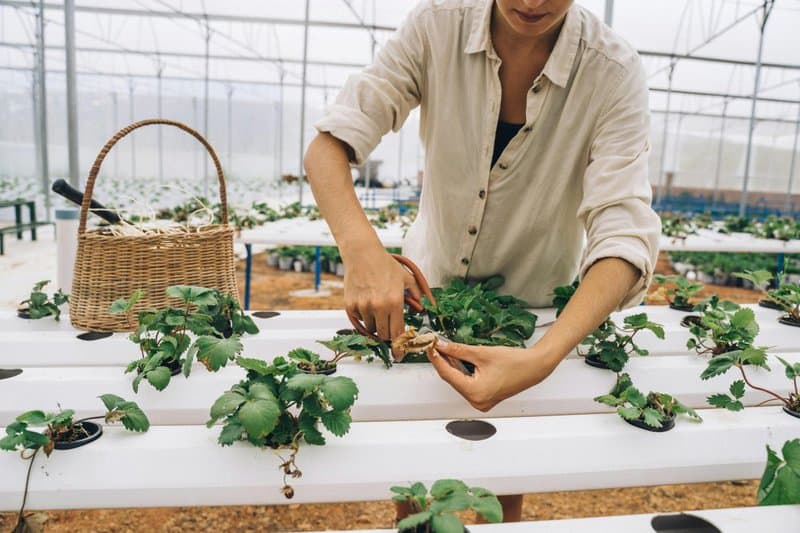 12. Floating Farms for Urban Food Security