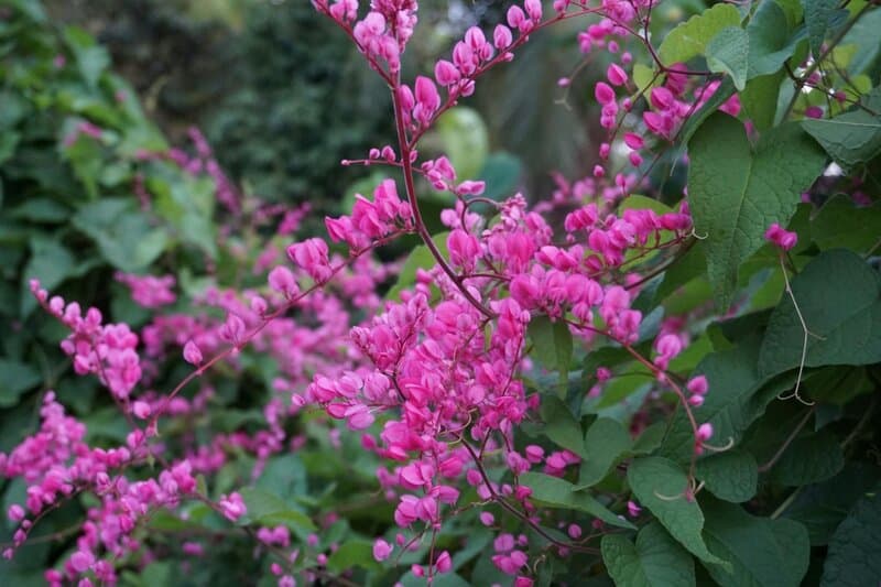 5. Coral Bells (Heuchera)