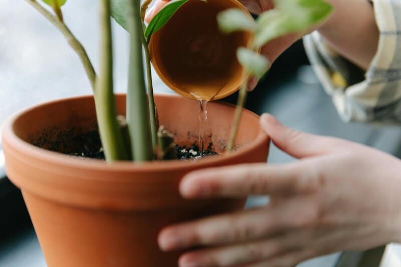 1. Overwatering Your Plants