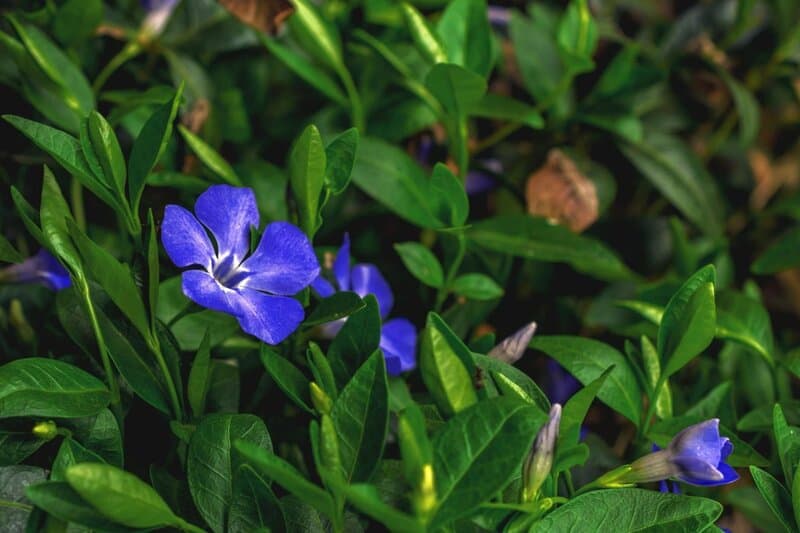 24. Periwinkle (Vinca minor)