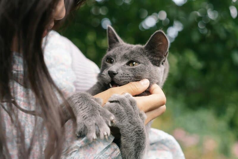 These Are the 20 Most Popular Cat Names in the US, According to a New Report