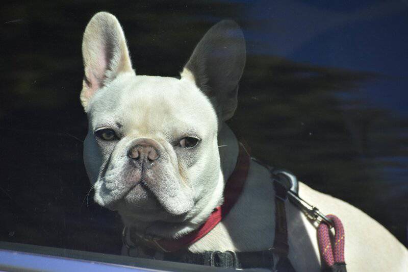 16. Secure Your Pet in Vehicles